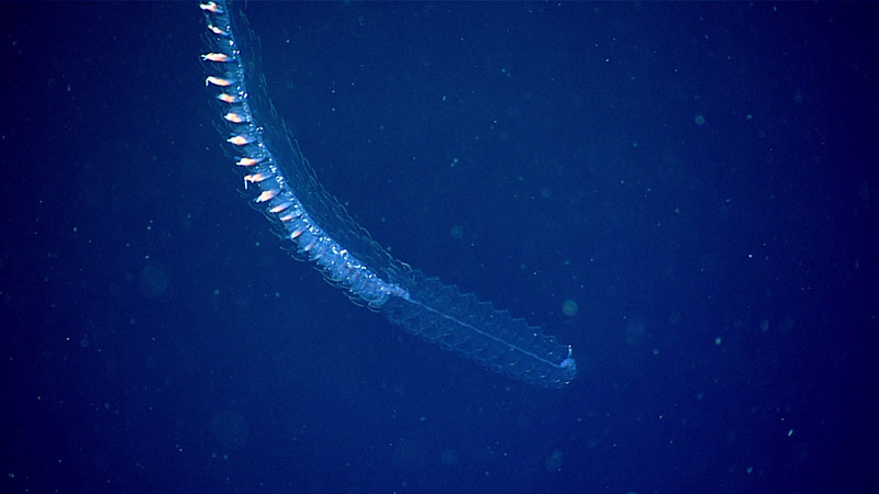 While exploring the water column during the 700-meter (2,297-foot) transect of Dive 20 of the 2021 North Atlantic Stepping Stones expedition, we imaged this physonect siphonophore. Although siphonophores may appear to be single organisms, they are actually colonies of many individual hydrozoans (called zooids), each specialized for different functions such as swimming, feeding, reproduction, and defense.