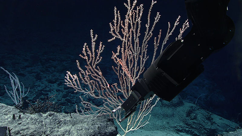 The manipulator arm of remotely operated vehicle Deep Discoverer is used to clip a branch off a bamboo coral during Dive 02 of the 2021 North Atlantic Stepping Stones expedition. A small anemone was observed living on the coral, causing the coral to create small, basket-like branches around the anemone. The collected sample, once processed and made available to scientists, may help scientists better understand the relationship between the anemone and its coral host.