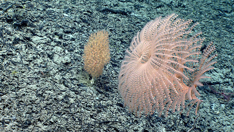 Hannah’s favorite find from the 2021 North Atlantic Stepping Stones expedition was this spiraled Iridiogorgia fontanalis coral seen next to an Acanella arbuscula bamboo coral. Seen during Dive 09 of the expedition near the upper summit of a carbonate platform on Yakatut Seamount, this was only the second time this species of Iridiogorgia has ever been observed!