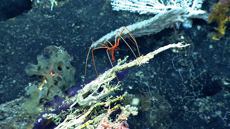 In this single, colorful image from our 2014 Gosnold Seamount dive, you can see a (orange) sea spider, a (white) Corallium coral colony, a (purple) octocoral, and (pink) brittle stars.