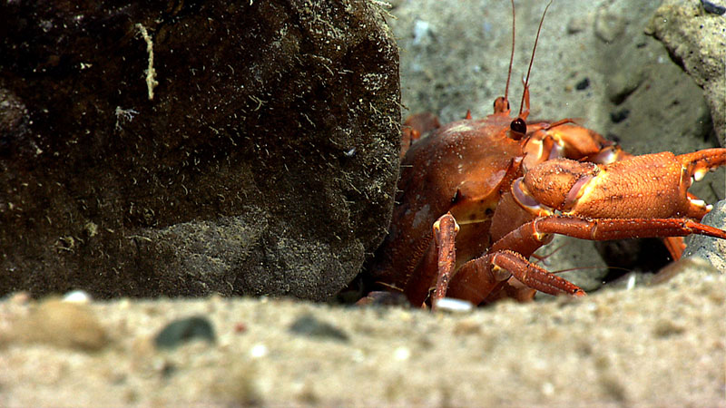 We caught a glimpse of this red crab hiding against a ferromanganese-encrusted boulder during 2014 exploration of Retriever Seamount.