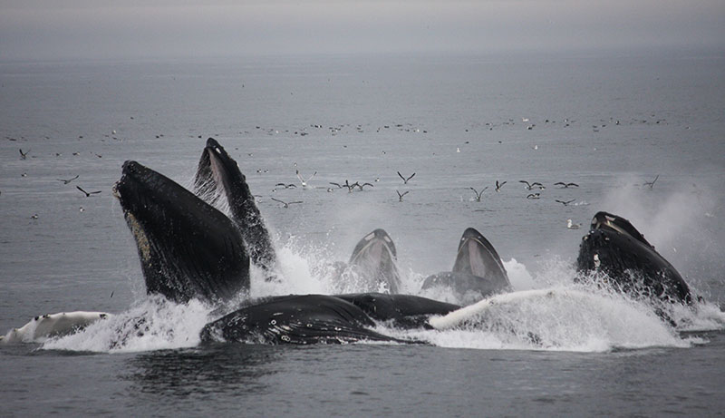 The monument is a haven for marine mammals, like these whales.