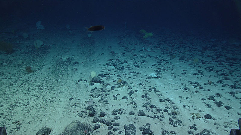 An extensive field of ferromanganese nodules, often interspersed with wide patches of ripple-ornamented sediment, formed the bulk of the hard seafloor substrate for much of Dive 17 of the 2021 North Atlantic Stepping Stones expedition.