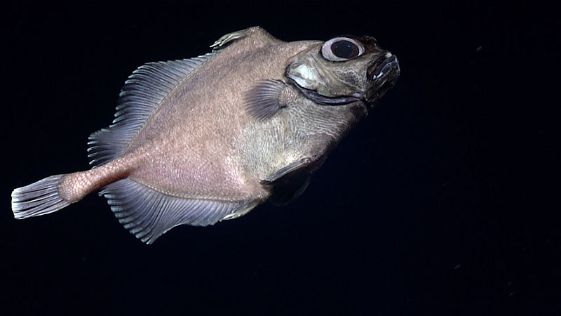We saw several oreo fish during our dives on the Corner Rise Seamounts. This one was imaged at 1,208 meters (3,963 feet) during Dive 11 of the 2021 North Atlantic Stepping Stones expedition.