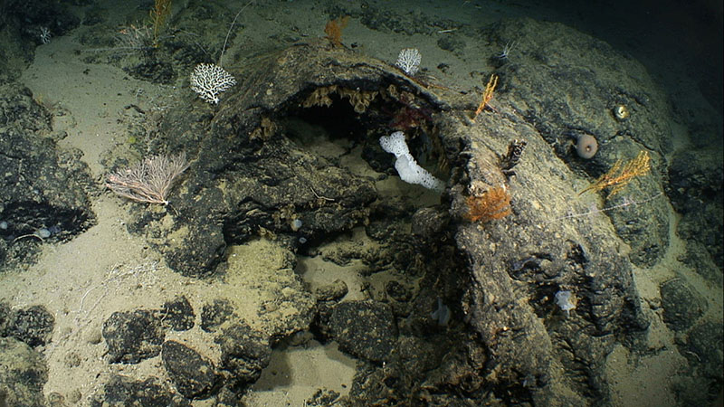 Pillow lava drainbacks imaged at Kelvin Seamount in 2014 provide evidence that, at one time, hot lava was being erupted here. The geological exploration of seamounts such as Kelvin that we will conduct during the 2021 North Atlantic Stepping Stones expedition will increase our understanding about the geology of the seamount chains in an area where sparse or no data currently exist.