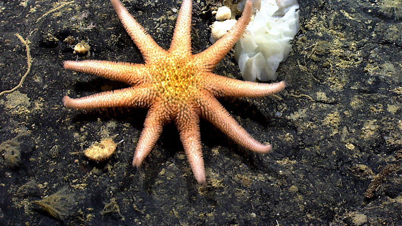 While exploring Gosnold Seamount in 2014, we imaged this rare sun star. We’re planning to make a return trip to Gosnold Seamount near the end of the 2021 North Atlantic Stepping Stones expedition.