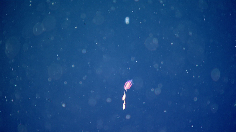 During Dive 20 of the 2021 North Atlantic Stepping Stones expedition, scientists were able to identify this undescribed ctenophore, or comb jelly, as belonging to the order Cydippida. It was seen during the 1,200-meter (3,937-foot) dive transect.