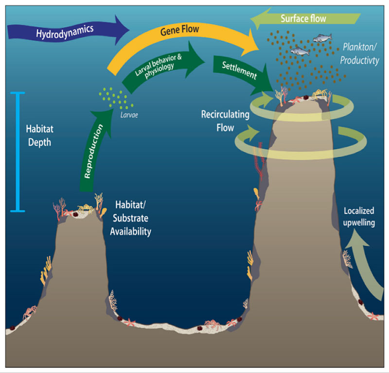 Diagram showing deepwater upwelling, caused by nutrient-rich bottom-water hitting the seamounts and circulating around them, and potential flow of larvae from one seamount to another.