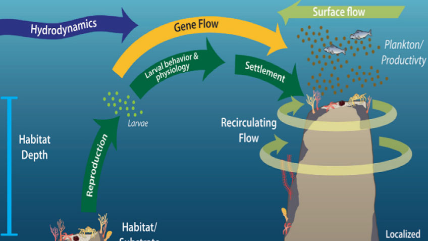 Diagram showing deepwater upwelling, caused by nutrient-rich bottom-water hitting the seamounts and circulating around them, and potential flow of larvae from one seamount to another.