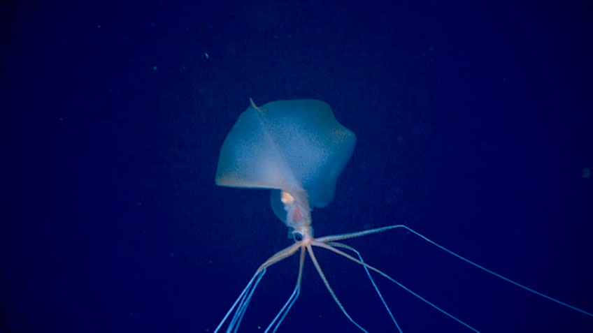It’s not every dive that deep-sea explorers encounter a bigfin squid (Magnapinna sp.). It’s actually pretty unusual; roughly a dozen sightings have been confirmed worldwide. So, when we captured an adult bigfin squid on camera during Dive 10 of Windows to the Deep 2021 off the West Florida Escarpment in the Gulf of Mexico, it was quite an exciting moment.