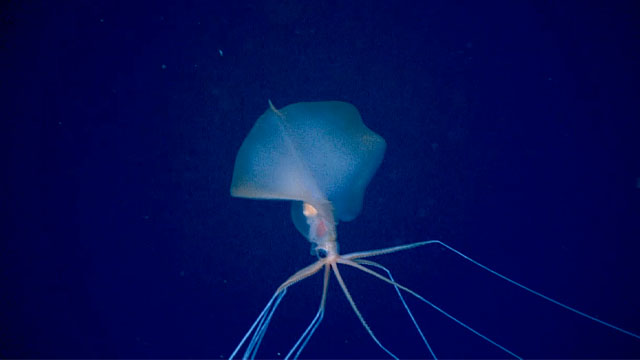 Large fins and long appendages (eight arms and two tentacles) with elbow-like bends give the bigfin squid its distinctive appearance.