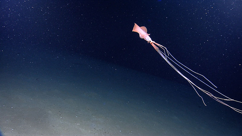 “Before the videographer zoomed in on this “otherworldly” squid, it was thought to be a siphonophore or jellyfish. This first sighting of a bigfin squid by NOAA Ocean Exploration on NOAA Ship Okeanos Explorer (and now one of two) was in Keathley Canyon at a depth of 1,961 meters (6,434 feet) in the Northern Gulf of Mexico during Dive 13 of the Gulf of Mexico 2012 Expedition (leg 3).