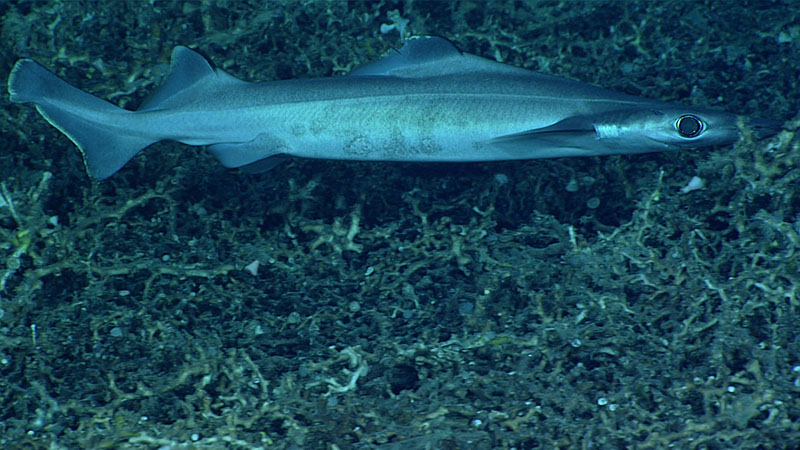 A Flatheaded shark makes its way over the dead coral rubble that covered the seafloor for much of the first half of Dive 01 of Windows to the Deep 2021. This shark, with its large eyes, was seen at a depth of approximately 860 meters (2,821 feet).