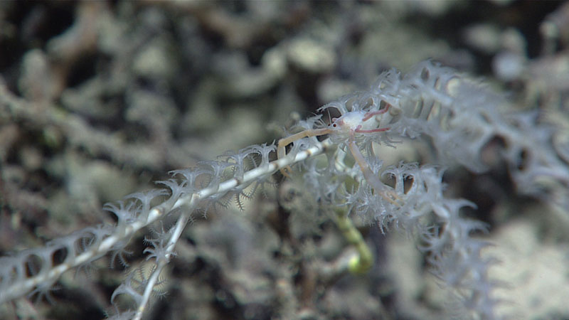 During Dive 01 of Windows to the Deep 2021, we imaged this small squat lobster perched on top of a bamboo coral at a depth of 866 meters (2,841 feet). Because the squat lobster was not a species that the science team recognized, they collected it for further study and identification. A total of 13 samples were collected throughout the dive.