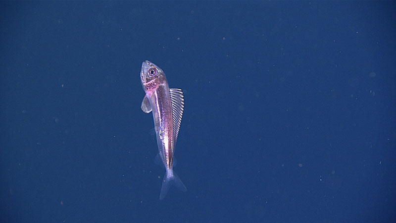 Near the end of Dive 03 of Windows to the Deep 2021, we conducted a transect at a depth of 990 meters (3,248 feet), approximately 25 meters (82 feet) off the seafloor. Organisms observed at this depth differed significantly from those seen during the transect conducted 10 meters (33 feet) off the bottom. This fish was not seen previously during the dive; while the team was not able to get an immediate identification, they are hopeful that the incredible zoom capabilities on the remotely operated vehicle will allow for later identification.