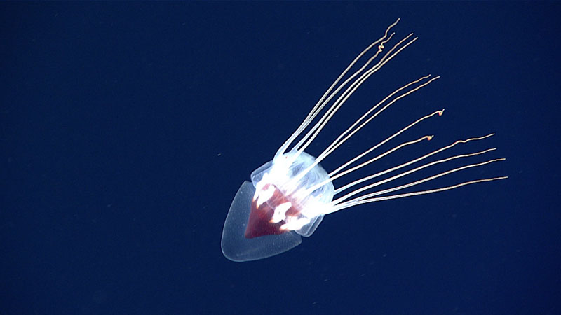 During the midwater transect that took place at 900 meters (2,953 feet) depth during Dive 03 of Windows to the Deep 2021, we captured spectacular footage of this jellyfish, Periphylla periphylla. These jellies were commonly encountered while exploring at this depth during the dive.