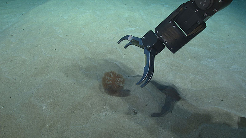 While the focus of Dive 03 of Windows to the Deep 2021 was water column exploration, we did spend a brief amount of time on the seafloor at 1,020 meters (3,346 feet) depth. The seafloor was entirely sand with areas of ripples. We collected two different species of sea pens in the order Pennatulacea, both of which are likely undescribed and thus new to science.