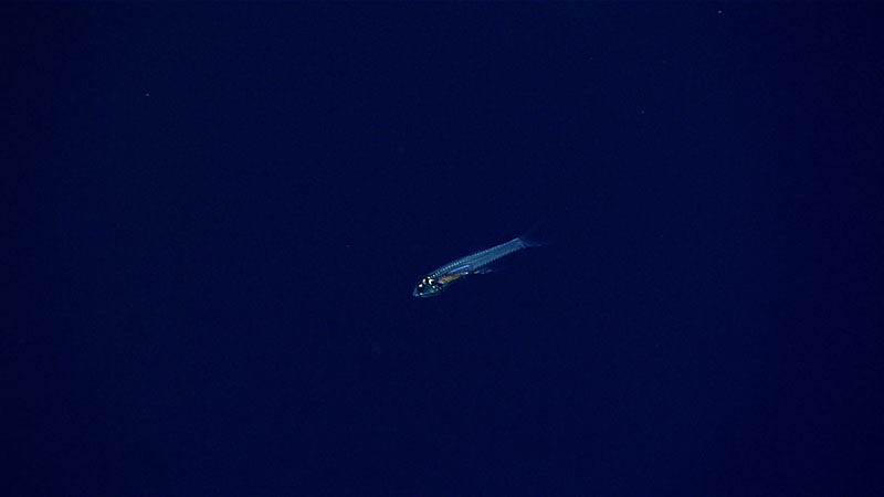 During Dive 03 of Windows to the Deep 2021, we conducted a series of midwater transects at several depths to gain a better understanding of what lives in the water column in this region. We spotted this deep-sea smelt in the family Bathylagidae during our 500-meter(1,640-foot) transect. Given the proximity to the surface, lighting was a challenge at this depth, but we were still able to image several arrow worms in the phylum Chaetognatha along with siphonophores, jellyfish, and other animals.