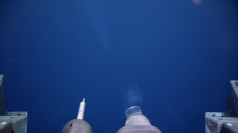 The suction sampler of remotely operated vehicle (ROV) Deep Discoverer gently collects a lobate ctenophore during Dive 03 of Windows to the Deep 2021. It was collected during the midwater transect at 600 meters (1,967 feet) depth, which was selected as a depth for exploration because it was the site of the deep-scattering layer (DSL) at the start of the dive. The DSL is a region in the water column where there is such a high density of marine organisms that they generate their own sonar signal. By the time of the 600-meter transect, however, the DSL had appeared to disperse or thin out, though it was unclear if this was natural or due to ROV interference.