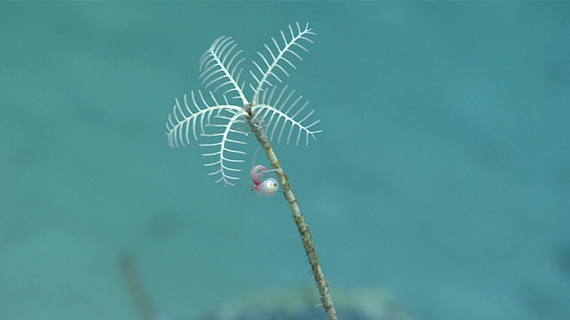 While exploring at a depth of 1,415 meters (4,642) during Dive 05 of Windows to the Deep 2021, we imaged this tiny hermit crab making its way up the stalk of a crinoid. This was an unusual observation, as we don’t usually see hermit crabs crawling up crinoids.