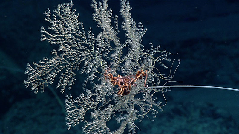 Metallogorgia melanotrichos octocorals have been observed around the world to always have one Ophiocreas oedipus brittle star intertwined in their branches. This is considered an obligate relationship, whereby one species relies completely on another species. These were common during Dive 05 of Windows to the Deep 2021; this pair was seen at a depth of 1,414 meters (4,639 feet).