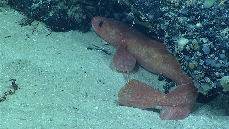 Several fish were spotted throughout Dive 05 of Windows to the Deep 2021, including rattails, codling, blue hake, and cusk eels. One of the most notable fishes seen, pictured here, was a mottled pinkish boreal slope fish, identified as Gaidropsarus ensis, which may be a range extension for this species.