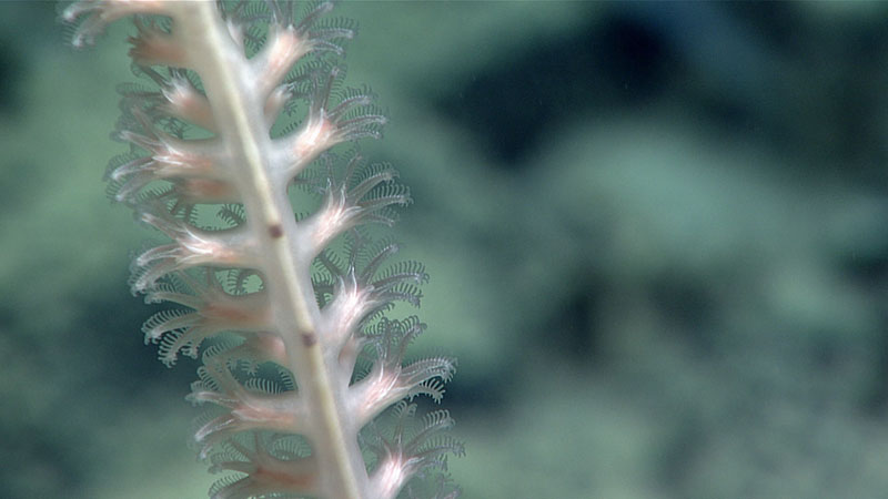 Multiple species of bamboo corals were common throughout Dive 06 of Windows to the Deep 2021. The polyps of the single bamboo coral stalk in this image were concentrated on one side, providing us with a good view of its interior skeleton — running down the center of the stalk, you can get a sense of why these are called “bamboo” corals. Seen at a depth of 3,625 meters (2.25 miles).