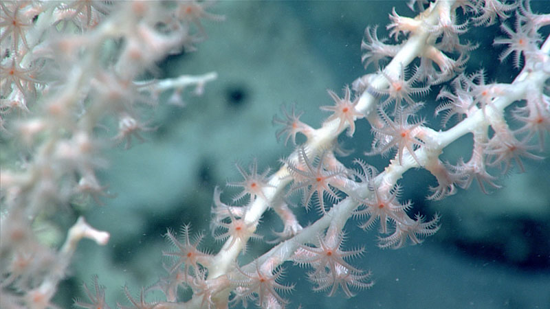 A close look at the polyps of a bamboo coral seen at a depth of 1,163 meters (3,816 feet). As we moved up towards the rim of the sinkhole explored during Dive 08 of Windows to the Deep 2021, we saw a slight increase in life compared to the bottom of the hole, as we observed several genera of corals, a few demosponges, and solitary cup corals.