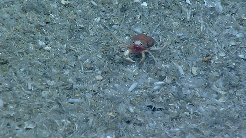 A hermit crab sits on top of a bed of pteropod shells at a depth of 1,204 meters (3,950 feet). This shell debris was common at the beginning of Windows to the Deep 2021 Dive 08, as we explored the bottom of a large sinkhole. We were able to use the suction sampler on remotely operated vehicle Deep Discoverer to collect some of the shell hash.