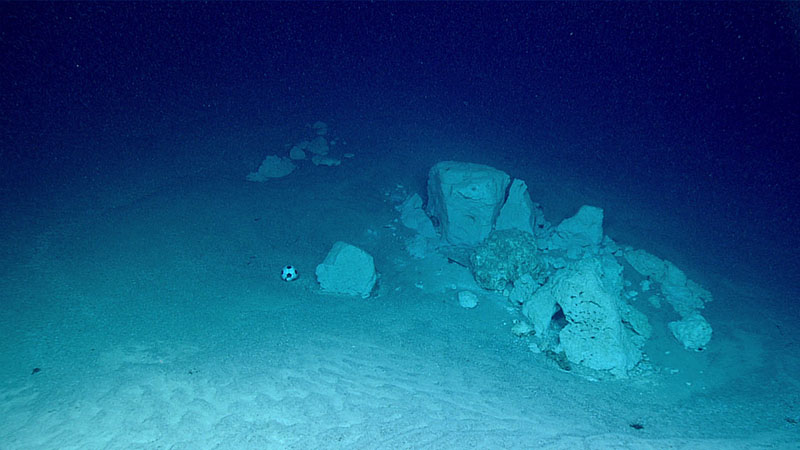 Upon arrival at the bottom of the sinkhole explored during Windows to the Deep 2021 Dive 08 at a depth of 1,213 meters (3,980 feet), we observed flat, rippled sand with scattered white carbonate rocks. While we did not observe much life at the bottom of the hole, we did see a soccer ball.