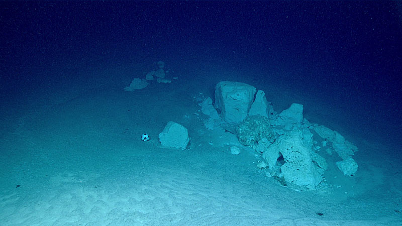 Upon arrival at the bottom of the sinkhole explored during Windows to the Deep 2021 Dive 08 at a depth of 1,213 meters (3,980 feet), we observed flat, rippled sand with scattered white carbonate rocks. While we did not observe much life at the bottom of the hole, we did see a soccer ball.