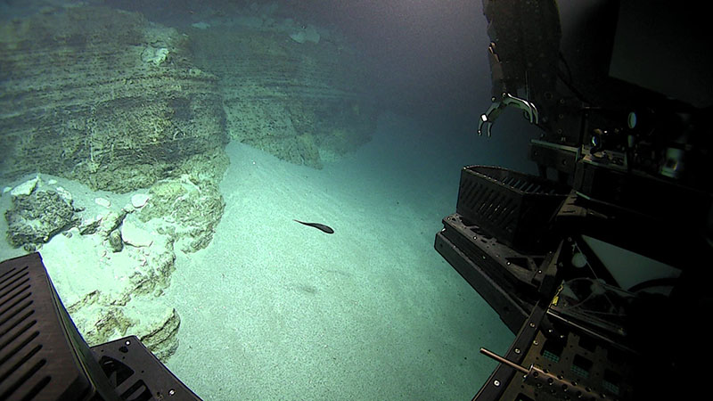 The base of the wall of the sinkhole explored during Dive 08 of Windows to the Deep 2021 was steep, nearly 90 degrees in parts, with visible geological layering.