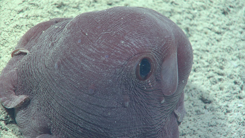 We got a good look at this particularly squishy flapjack devilfish octopod in the genus Opisthoteuthis while exploring at a depth of 959 meters (3,146 feet) during Windows to the Deep 2021 Dive 09. Close imaging revealed clear organs beneath the octopod’s eyes that are of unknown function, but possibly serve as light concentrators.