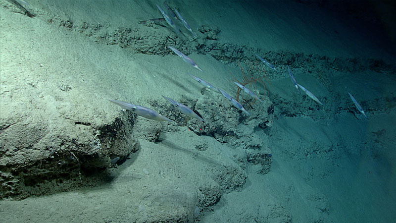 Several shortfin squid of the genus Illex make their way down a steep slope during Dive 09 of Windows to the Deep 2021. Squid of this genus were our constant companions throughout the dive.