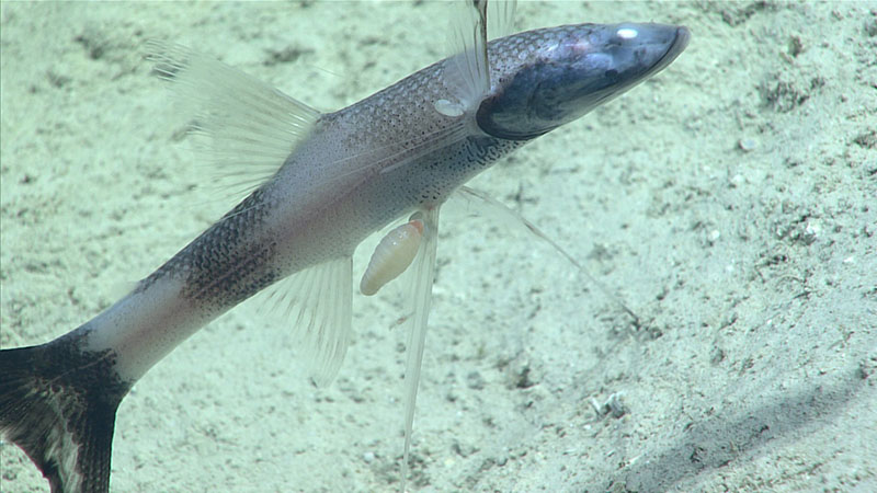 This tripod fish (Bathypterois viridensis) hosted several amphipod parasites. It was seen at a depth of 956 meters (3,136 feet) using its modified pectoral fins to stand on the seafloor during Dive 09 of Windows to the Deep 2021. We also observed several tripod fish of the species Bathypterois quadrifilis during this dive.