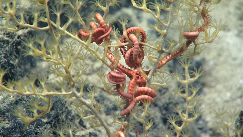 During Dive 10 of Windows to the Deep 2021, at a depth of 2,361 meters (1.47 miles), we encountered this ophiuroid brittle star intertwined in the branches of an octocoral in the genus Paramuricea. As both of these animals are of interest as part of NOAA’s wider Atlantic Seafloor Partnership for Integrated Research and Exploration (ASPIRE) campaign, we collected the pair for further study.