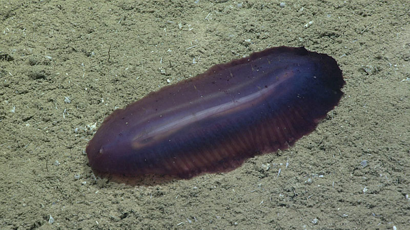 We observed this benthic holothurian, or sea cucumber, shortly after reaching the sedimented seafloor at 2,457 meters (1.53 miles) depth during Dive 10 of Windows to the Deep 2021. It was one of several sea cucumbers seen during the dive.