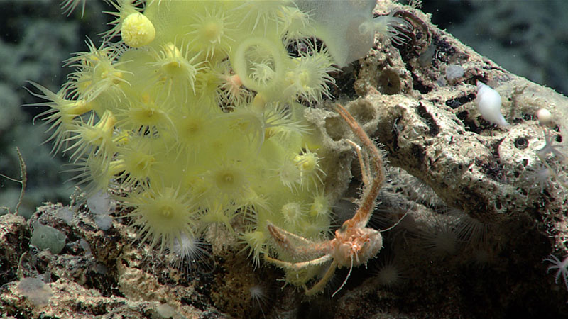 In this one image, we see a diversity of life that is reflective of the bountiful life observed throughout Dive 11 of Windows to the Deep 2021. We have a yellow zooanthid coral, a squat lobster, white carnivorous sponges, and even a tiny gastropod snail. Imaged at a depth of 1,127 meters (3,698 feet).