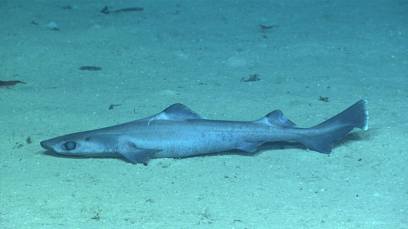 A gulper shark (Centrophorus sp.) seen resting on the seafloor at a depth of 1,154 meters (3,786 feet) during Dive 11 of Windows to the Deep 2021.