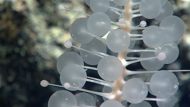 A close look at the large cladorhizidae carnivorous sponge in the genus Chondrocladia that was collected on Windows to the Deep 2021 Dive 11 from a depth of 1,139 meters (3,737 feet). Learn more about this sponge in this highlight video.