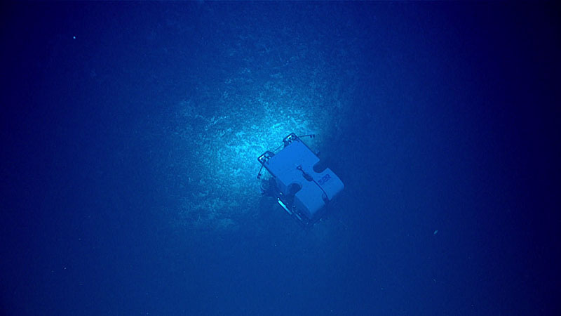 Remotely operated vehicle Deep Discoverer traverses over the seafloor during Windows to the Deep 2021 Dive 12. Throughout the dive, the seafloor was covered with dead Lophelia pertusa coral rubble with a variety of small sponges and gorgonians growing on the rubble. Sea urchins, crinoids, and glass sponges were also common.