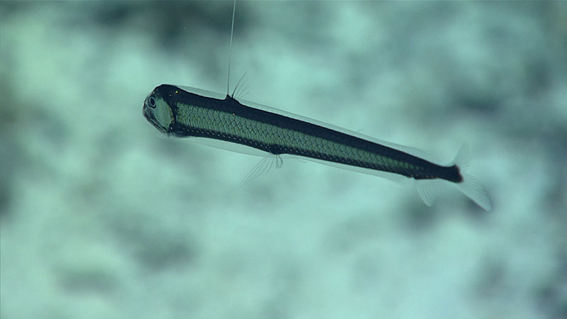 This viperfish (Chauliodus sloani) was spotted at a depth of 815 meters (2,674 feet) near the beginning of Dive 12 of Windows to the Deep 2021. These fish are midwater predators that also visit the seafloor, drifting absolutely rigid and motionless, except for an occasional lightning-fast strike.