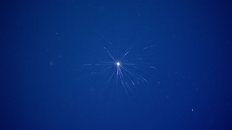 During the midwater transect at 500 meters (1,640 feet) conducted on Dive 13 of Windows to the Deep 2021, foraminifera such as this one were common. Foraminifera, or “forams” for short, are small, single-celled organisms that live in all marine environments.