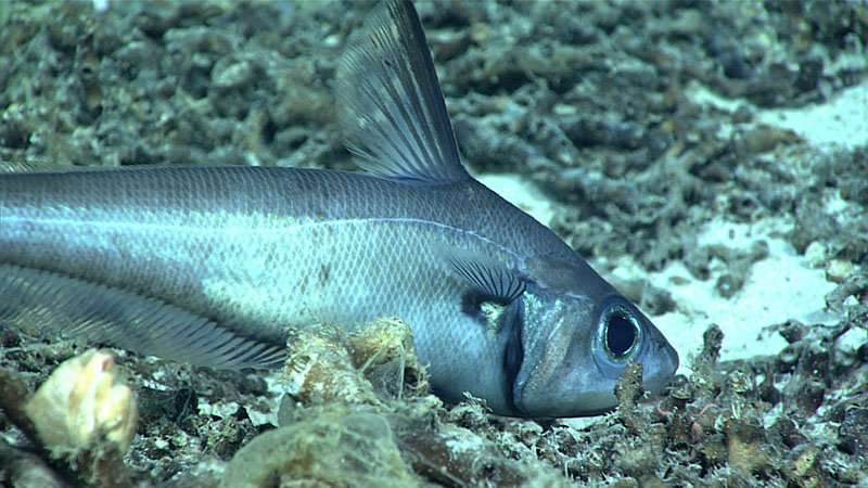 A rattail makes its way over coral rubble at a depth of 822 meters (2,697 feet) during Windows to the Deep 2021 Dive 14. During the dive, we saw several fish, including cutthroat eels, cusk eels, and even a Darwin’s slimehead.