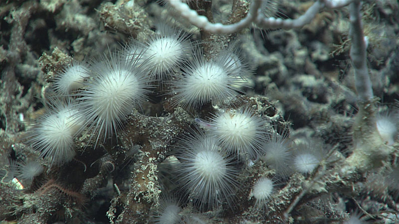Seen at a depth of at 825 meters (2,707 feet), this cluster of small, spiky sponges in the family Cladorhizidae was imaged living on dead coral rubble that was prevalent on the seafloor near the beginning of Dive 14 of Windows to the Deep 2021. Cladorhizids are carnivorous sponges that prey on animals such as small crustaceans.