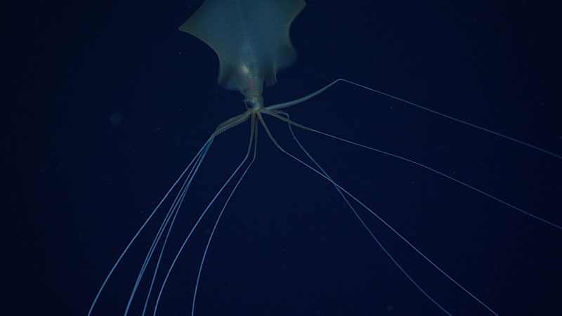 Bigfin squid