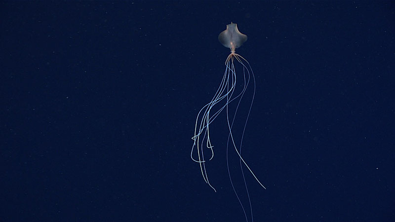 Bigfin squid