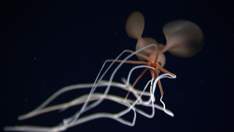 Bigfin squid