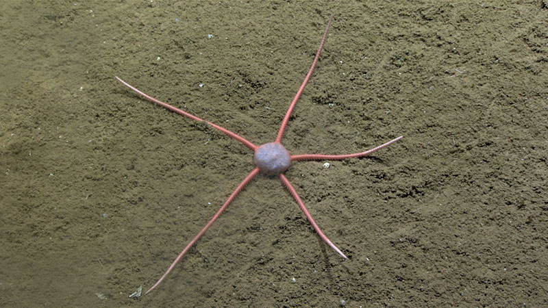 This unknown brittle star with its unusual puffy, central disk was seen during Dive 04 of the 2022 ROV and Mapping Shakedown.