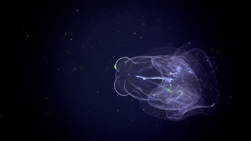 This comb jelly (ctenophore) was seen during Dive 05 of the 2022 ROV and Mapping Shakedown while exploring the water column.